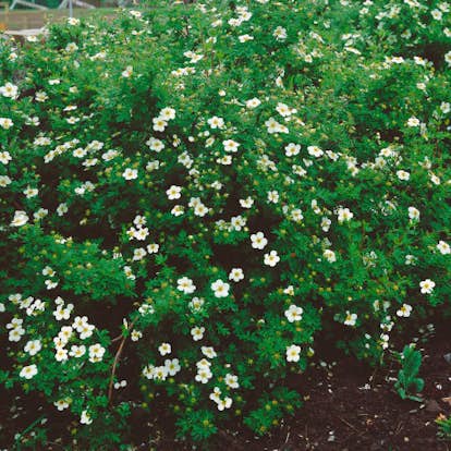 Buske Omnia Garden Trädgårdstok Abbotswood 30-50 cm