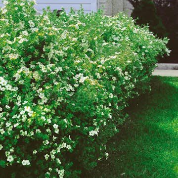 Buske Omnia Garden Trädgårdstok Sandved 20-40 cm