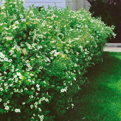 Buske Omnia Garden Trädgårdstok Sandved 20-40 cm