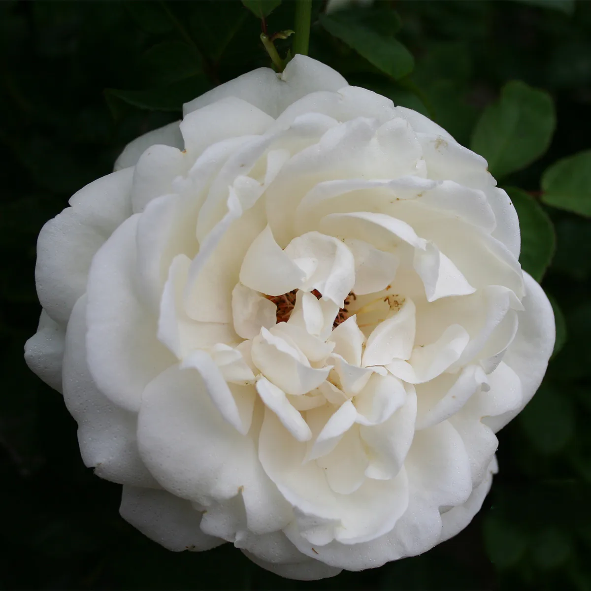 Storblommig Buskros Omnia Garden Nina Renaissance