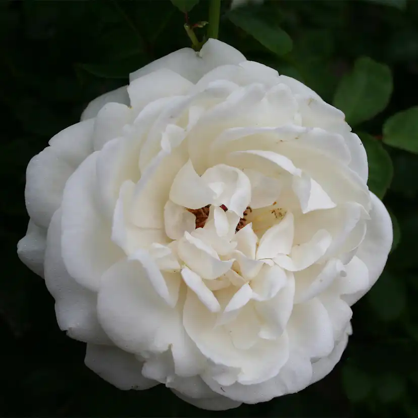 Storblommig Buskros Omnia Garden Nina Renaissance