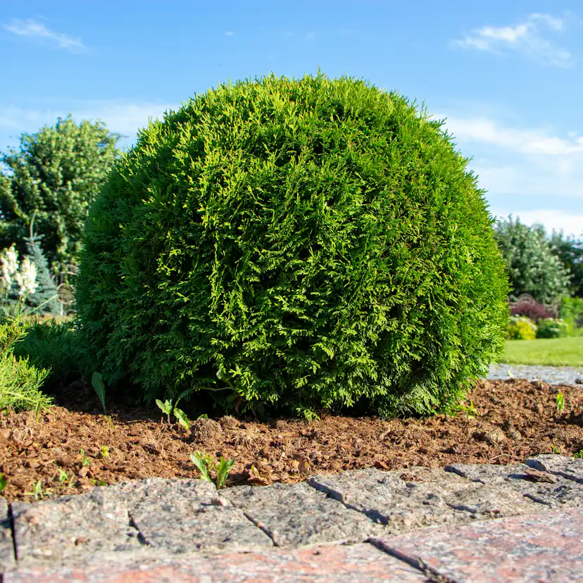 Tuja Omnia Garden Little Giant