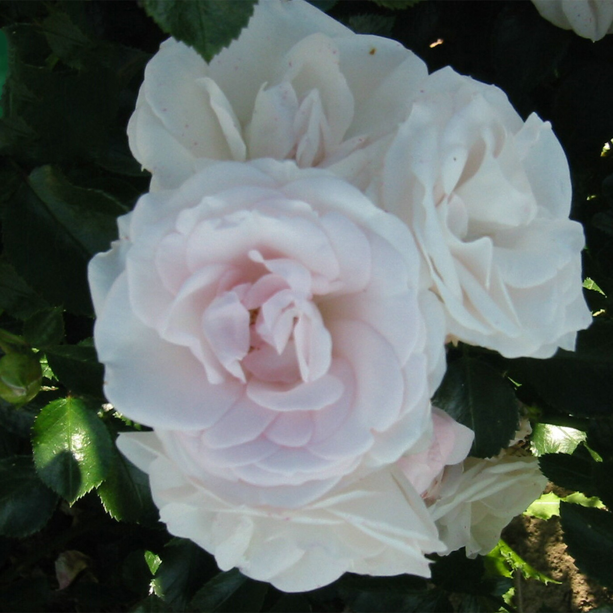 Flerblommig Rabattros Omnia Garden Aspirin Rose