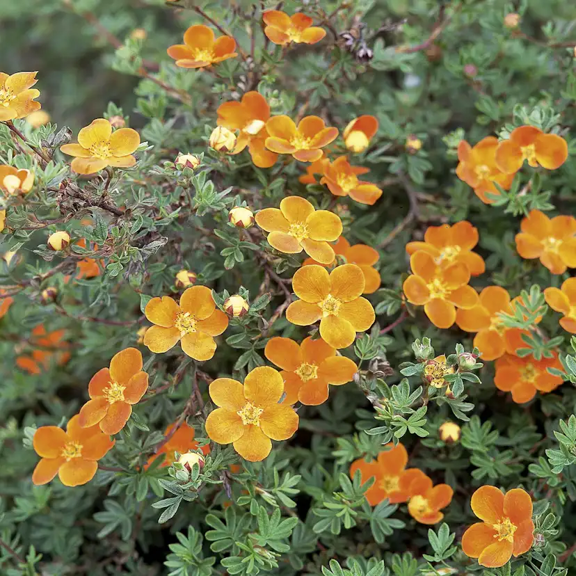 Prydnadsbuske Omnia Garden Ölandstok Orangegul