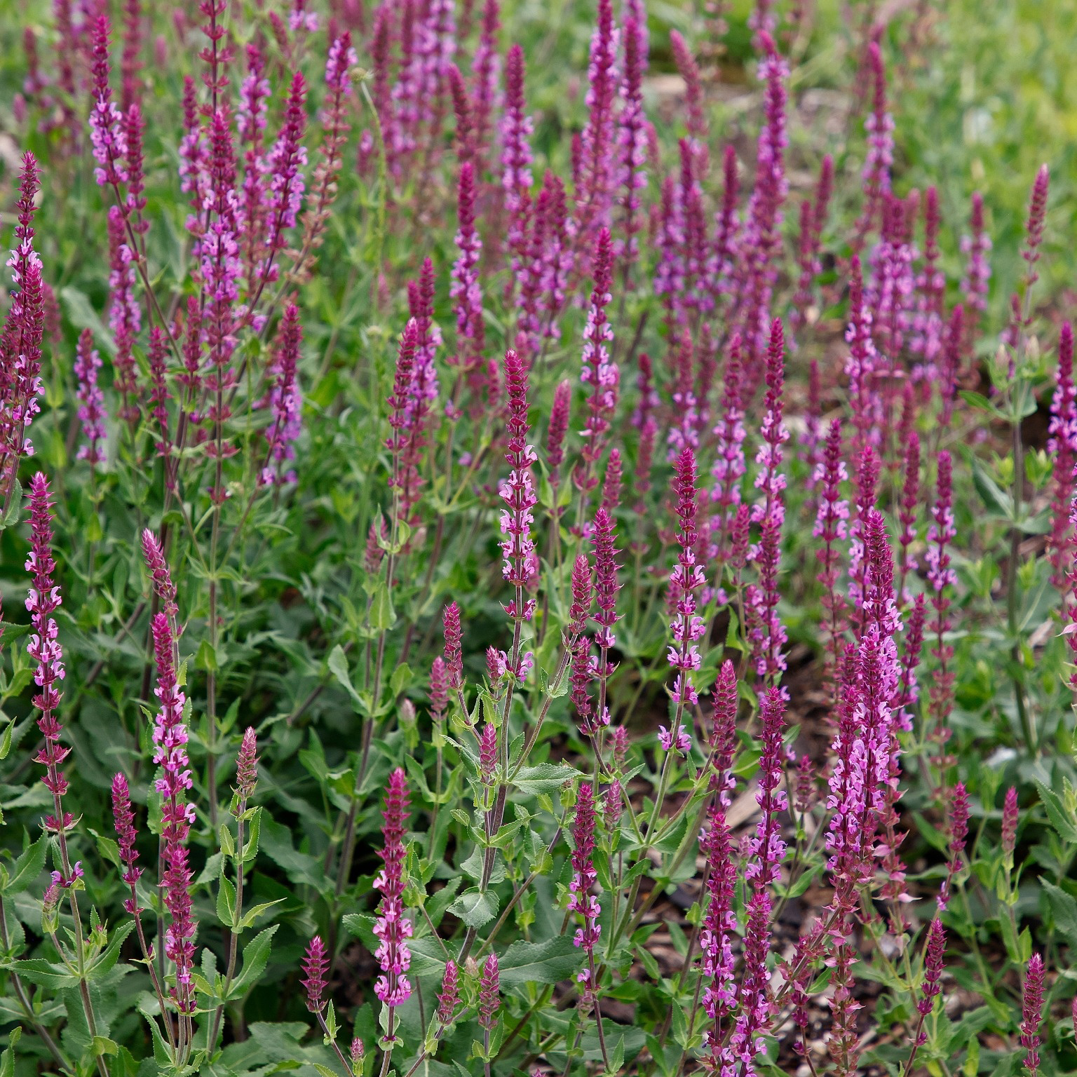 Perenn Omnia garden Stäppsalvia Amethyst