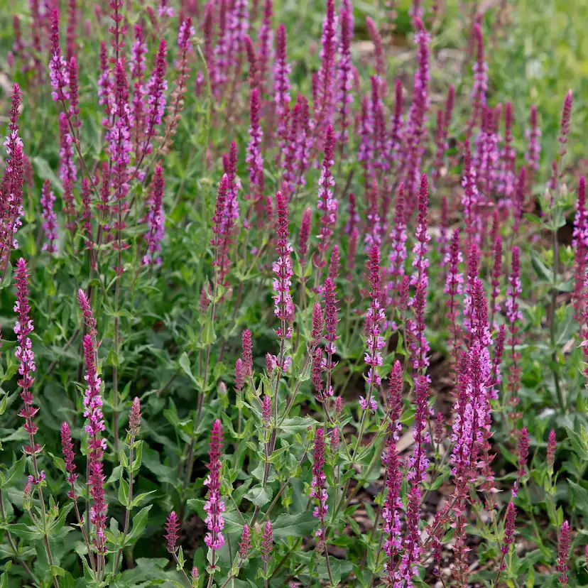 Perenn Omnia garden Stäppsalvia Amethyst