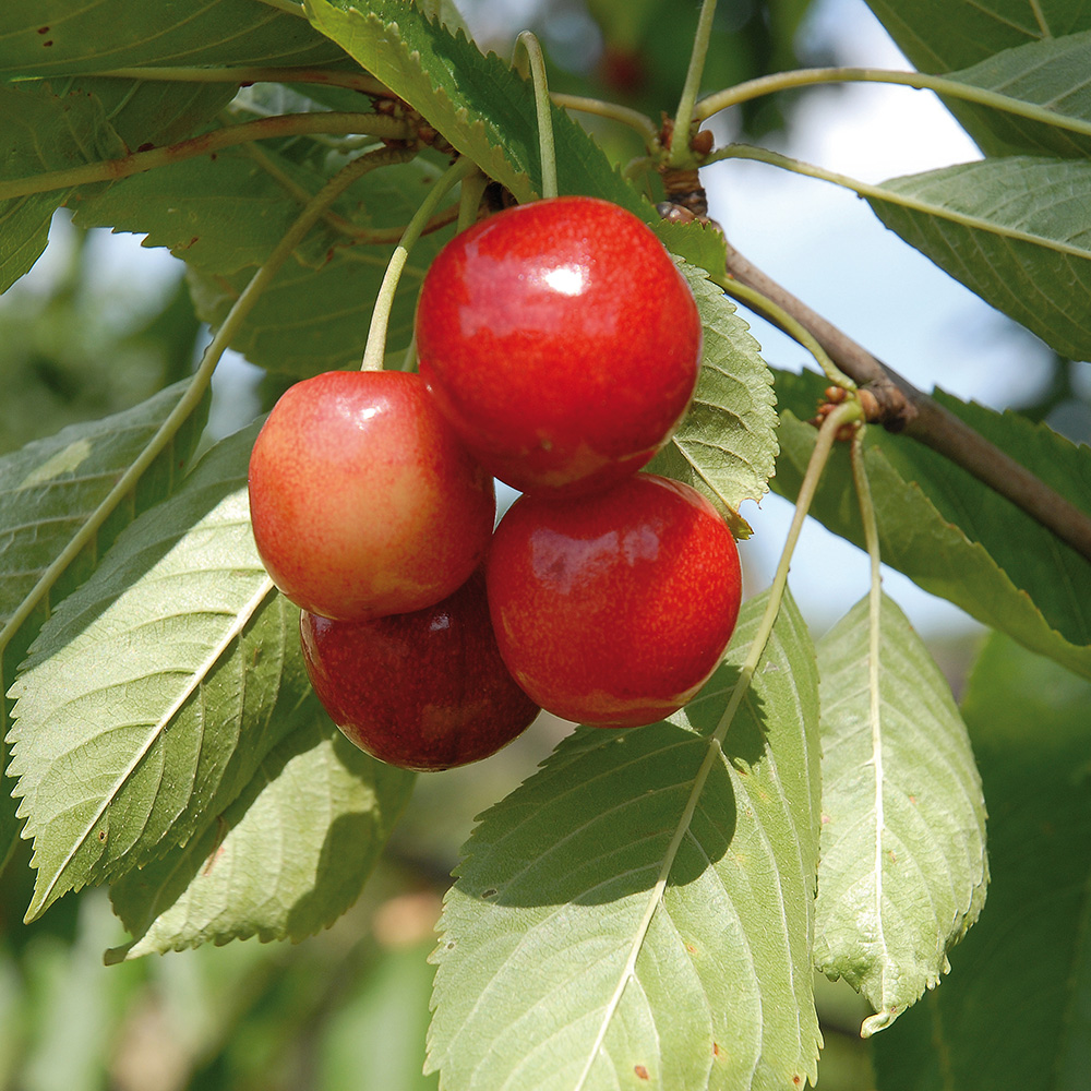Sötkörsbärsträd Omnia Garden Merton Glory E