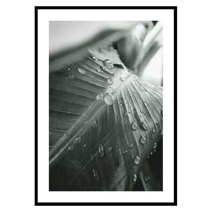 Poster Gallerix Palm Leaf Raindrops