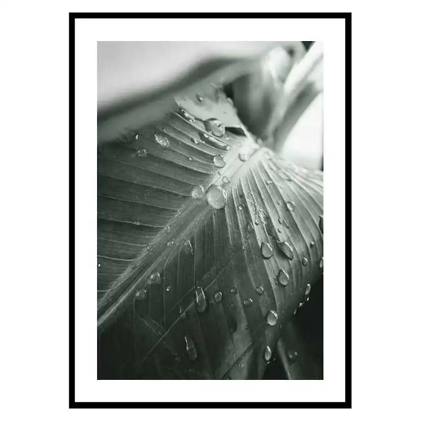 Poster Gallerix Palm Leaf Raindrops