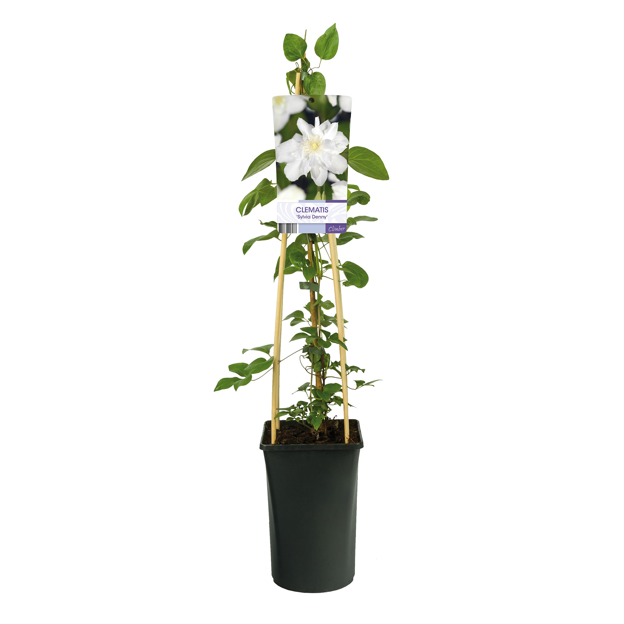 Klätterväxt Klematis Omnia Garden Sylvia Denny 40-60 cm