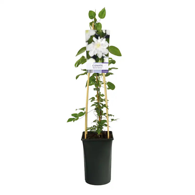 Klätterväxt Klematis Omnia Garden Sylvia Denny 40-60 cm