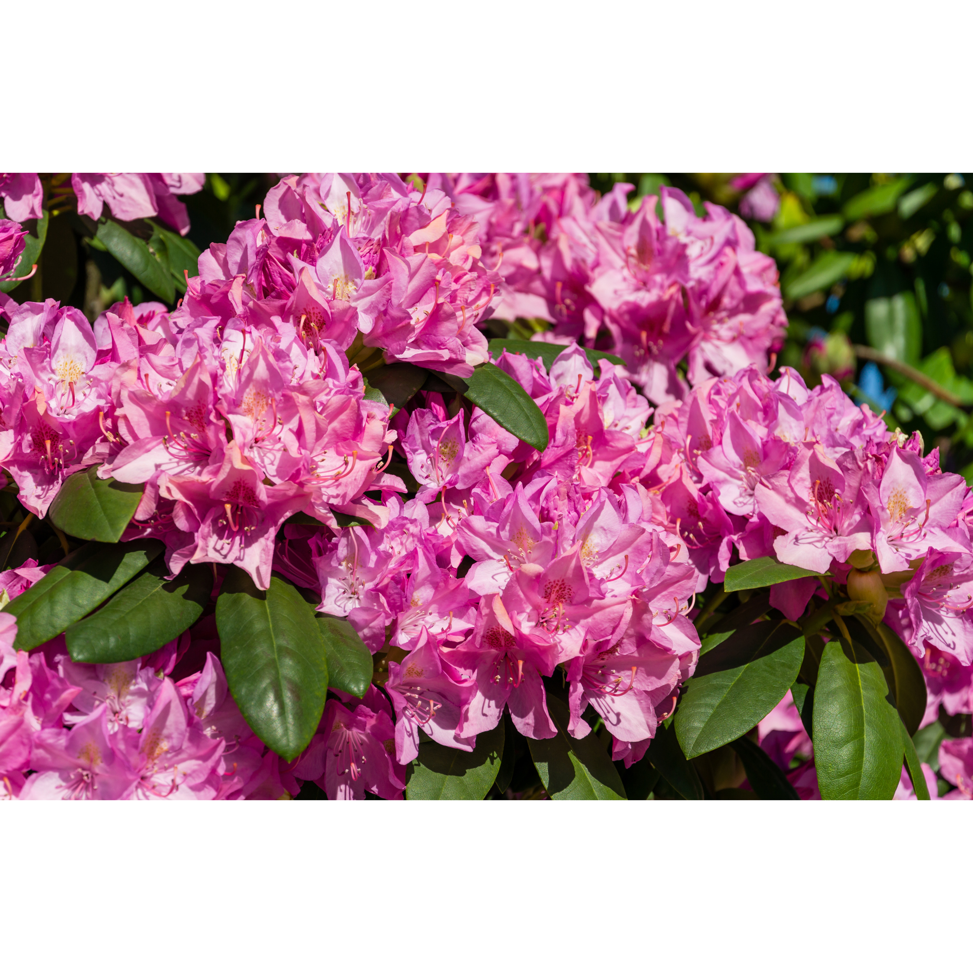 Rhododendron Omnia Garden Roseum Elegans