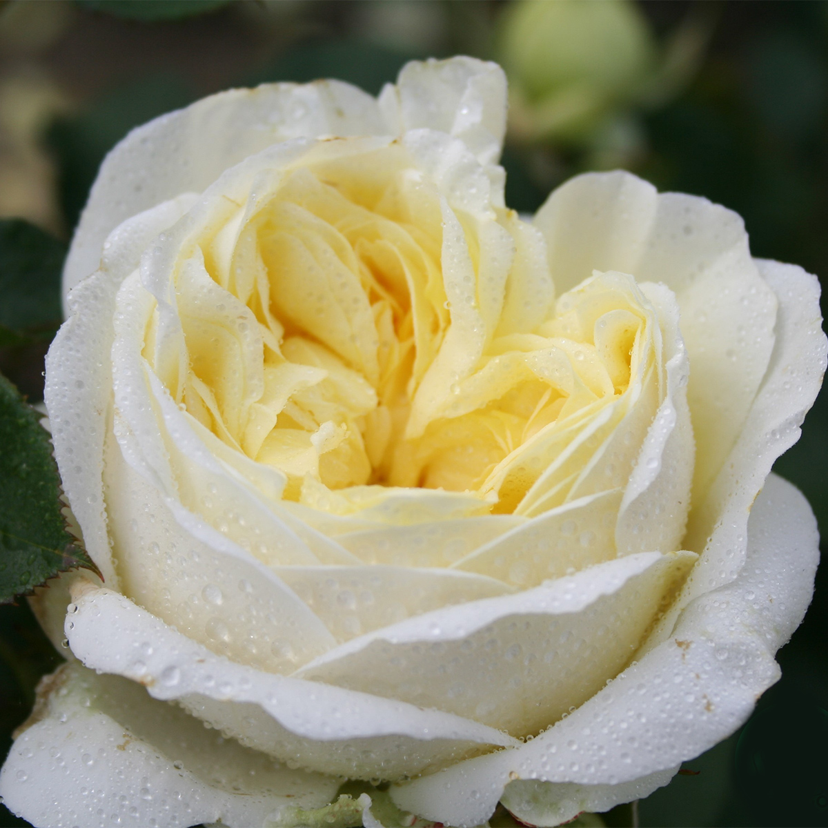 Flerblommig Rabattros Omnia Garden Kronprinsesse Mary