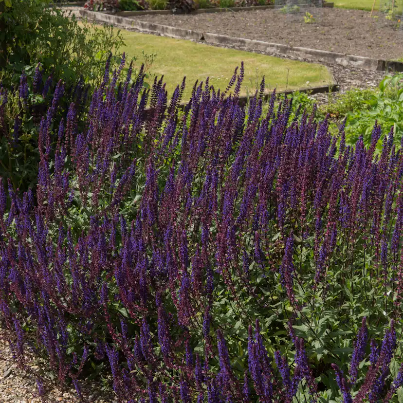 Planta Stäppsalvia Omnia Garden Mainacht