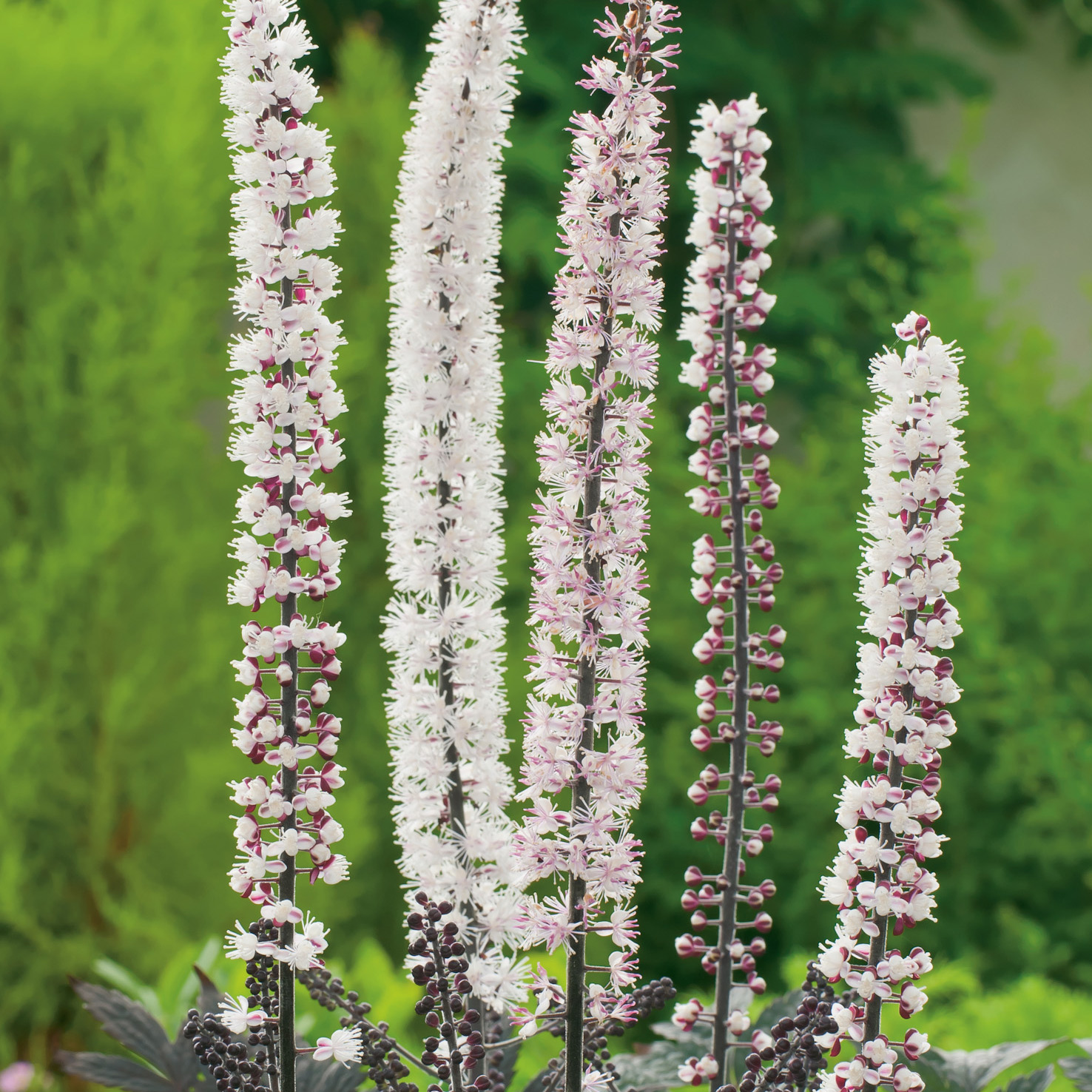 Planta Höstsilverax Omnia Garden Pink Spike