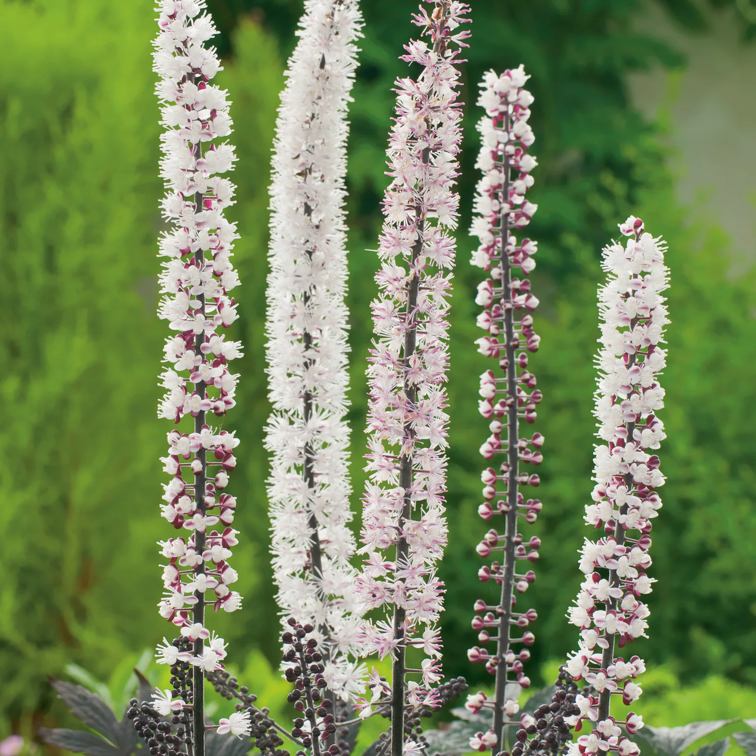 Planta Höstsilverax Omnia Garden Pink Spike