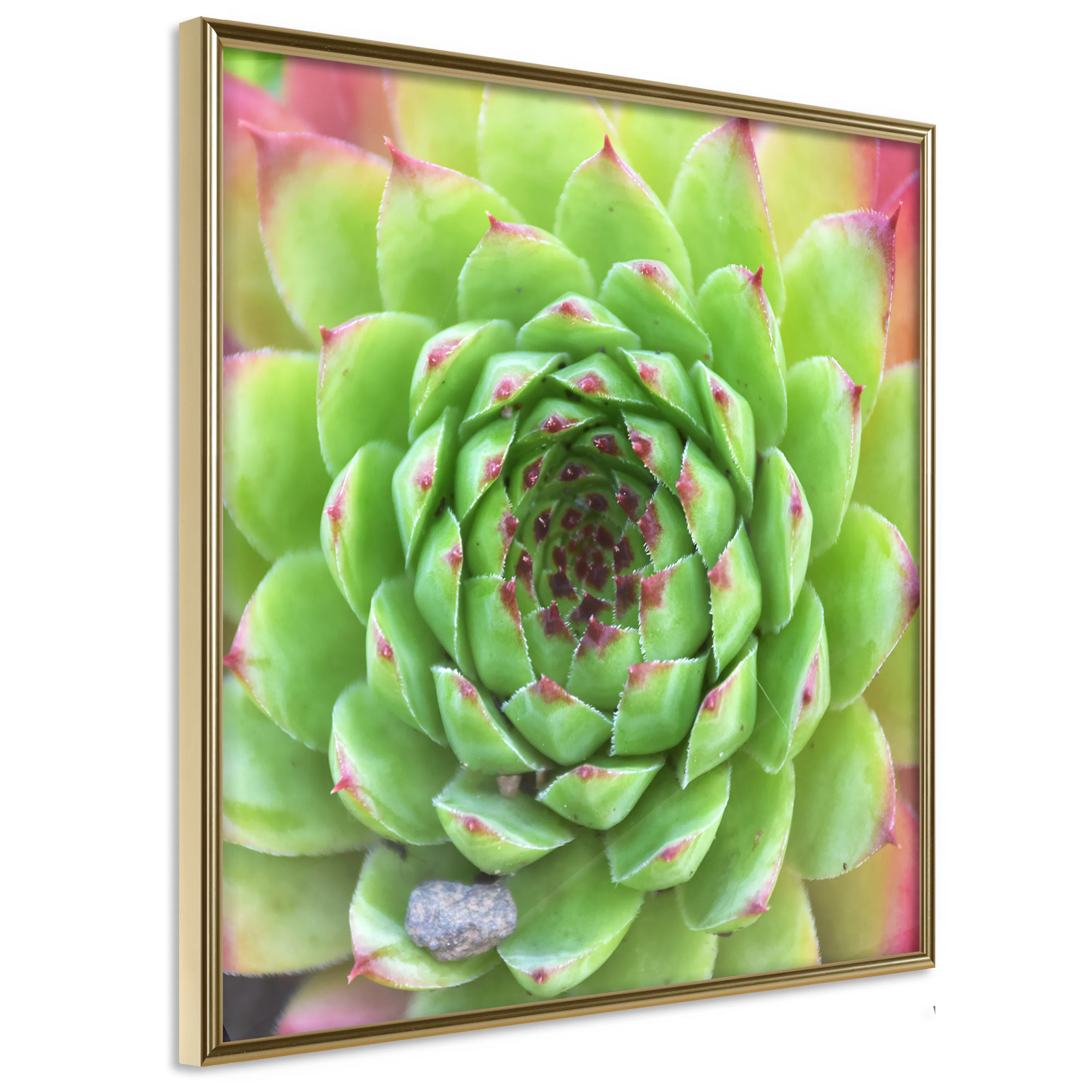 Poster Artgeist Affisch Succulent