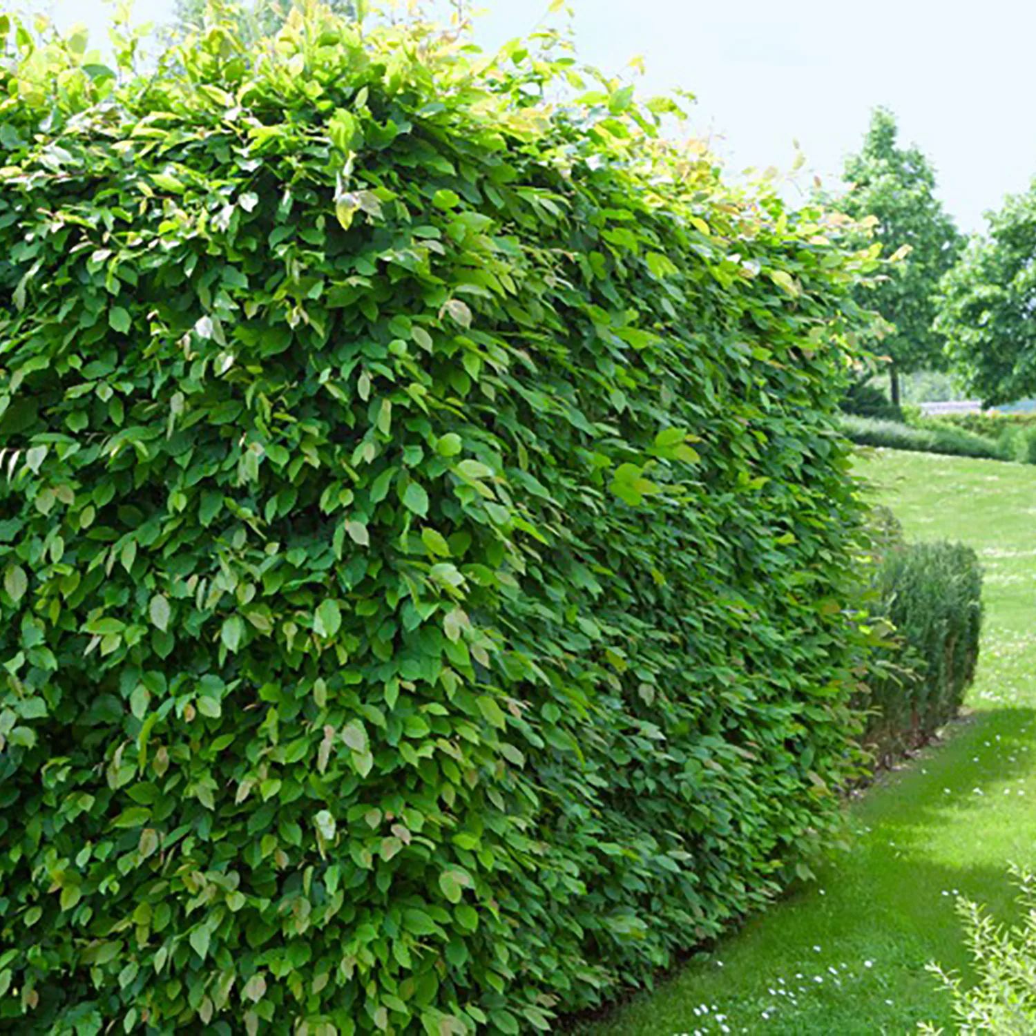 AvenBok Omnia Garden 60-100 cm