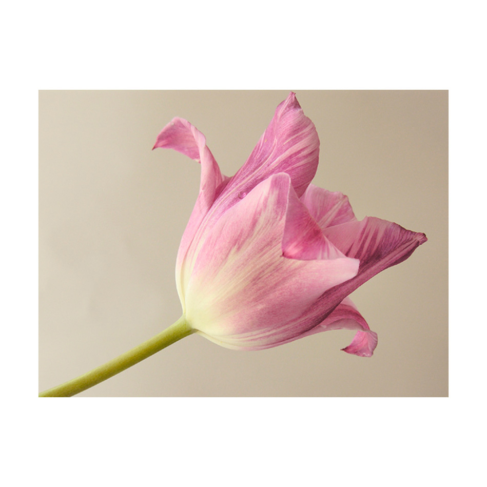 Fototapet Arkiio Pink Tulip