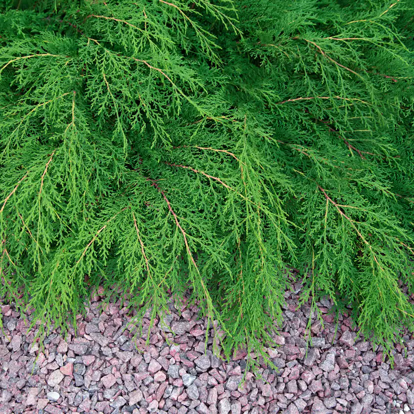 Marktäckare Kryptuja Omnia Garden Lågväxande