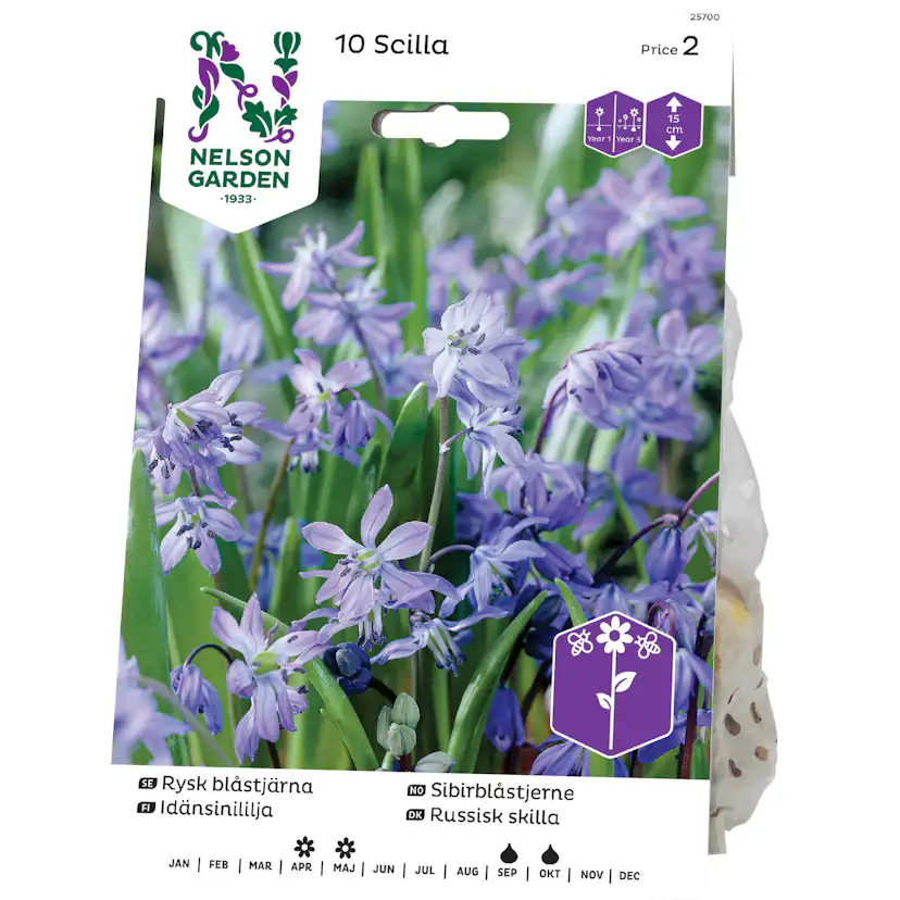 Blåstjärna Nelson Garden Rysk Blå