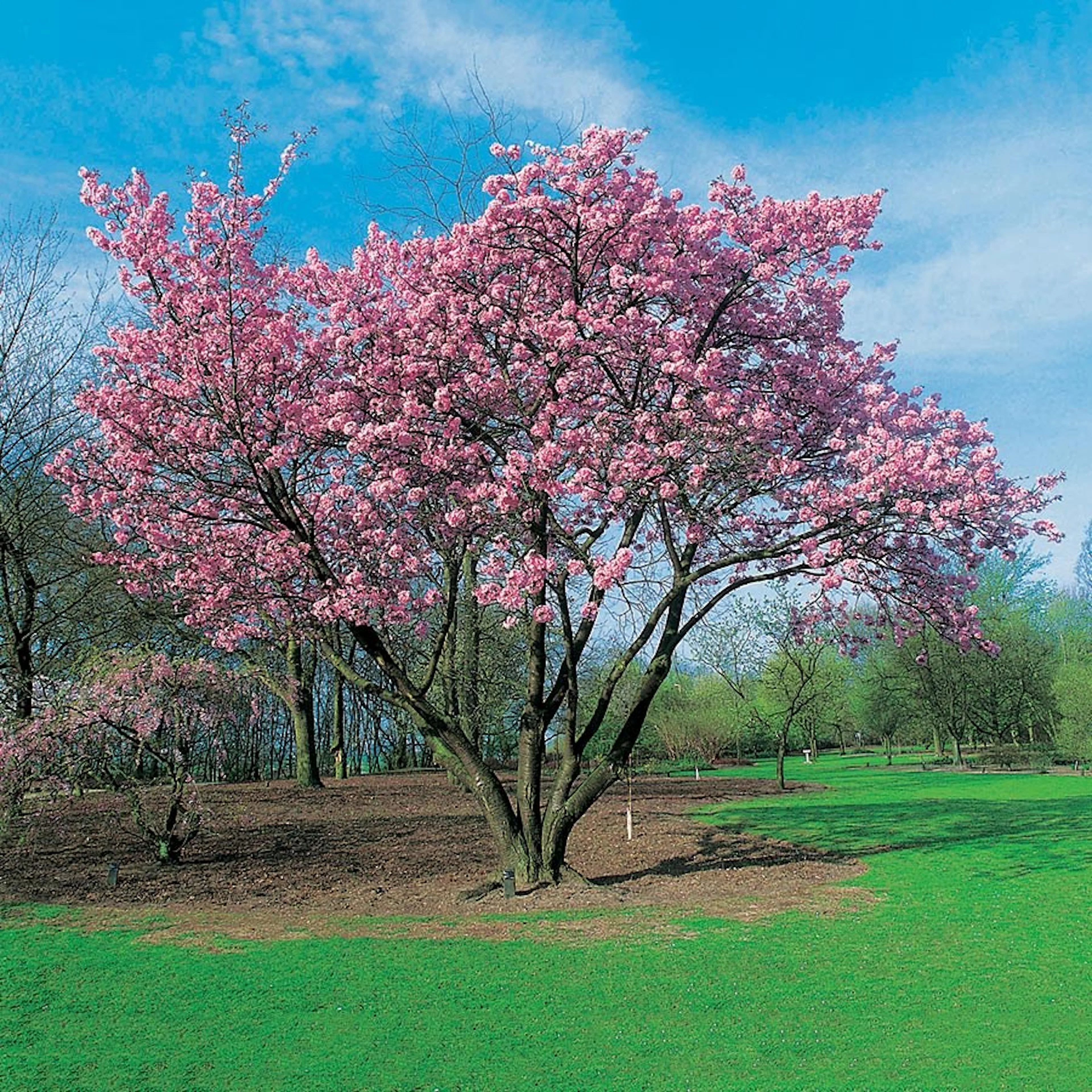 Prydnadsbuske Omnia Garden Solitär Bergkörsbär med Rosa Blomning & Grönt Lövverk, 150-200cm