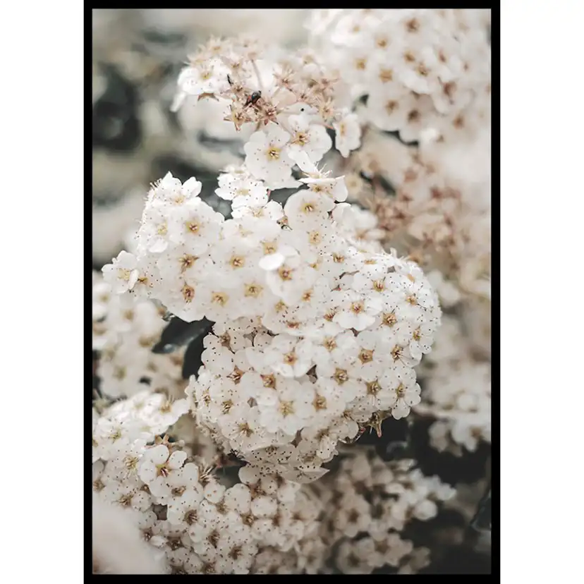 Poster Gallerix White Spring Flowers