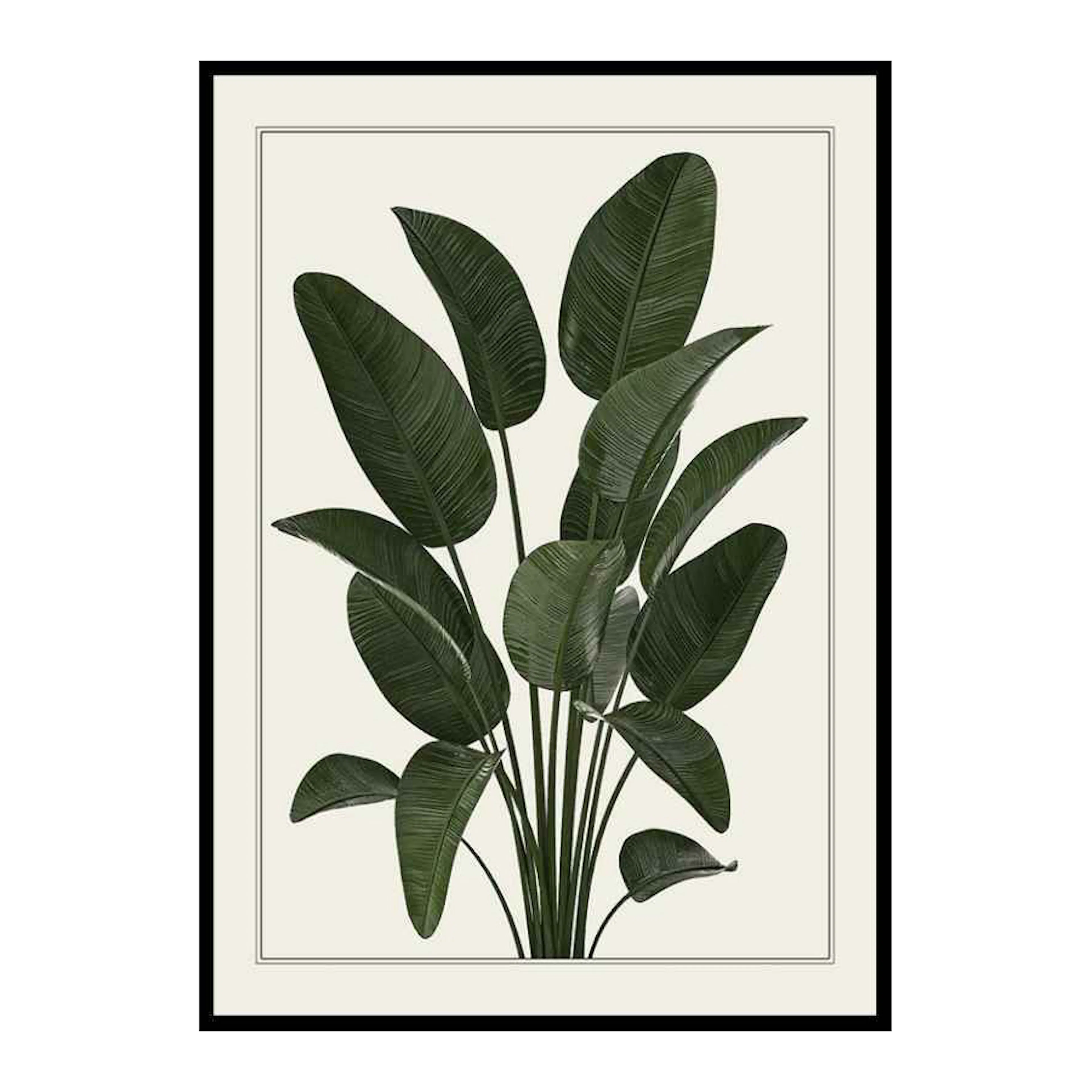 Strelitzia 30x40 cm