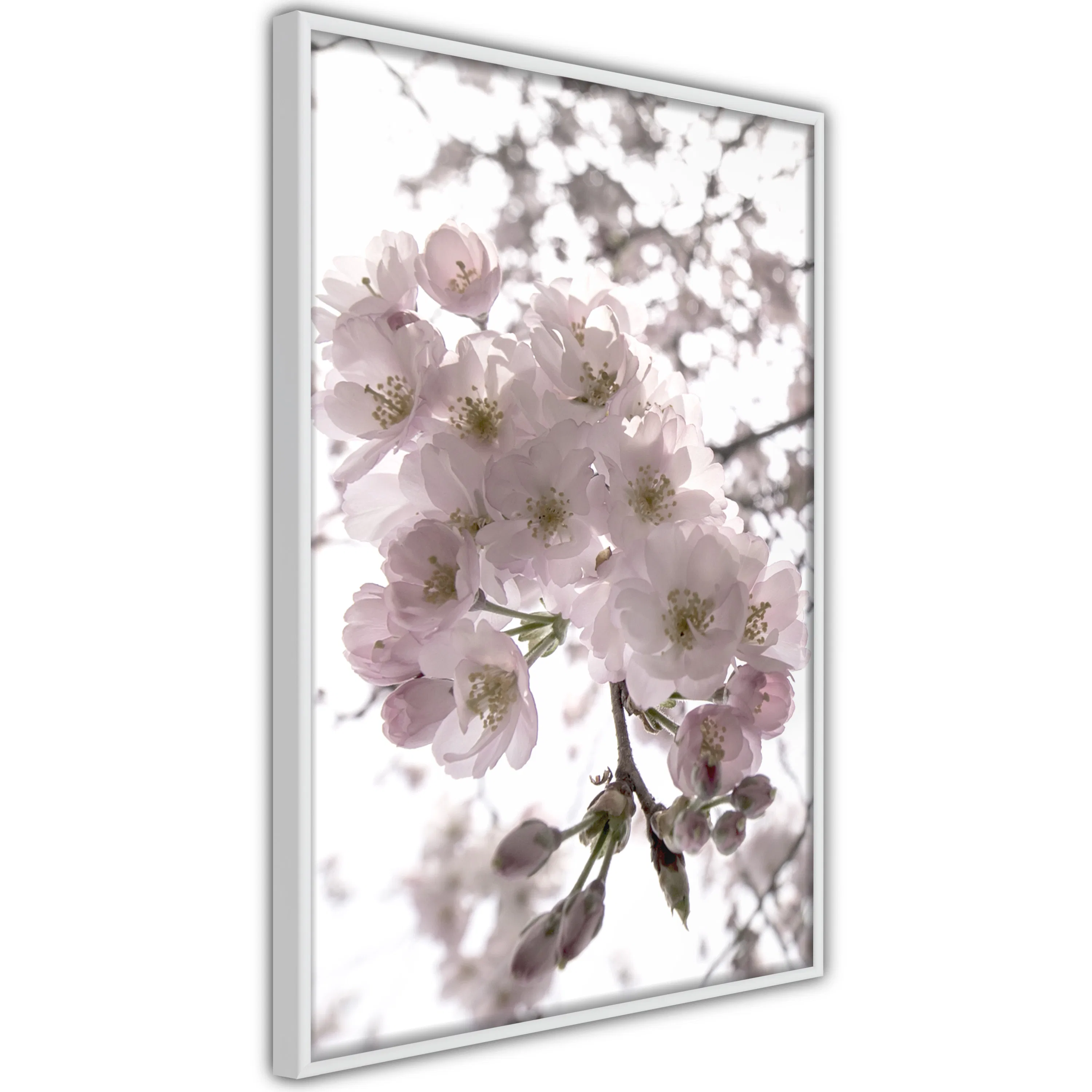 Poster Artgeist Affisch Cherry Blossoms