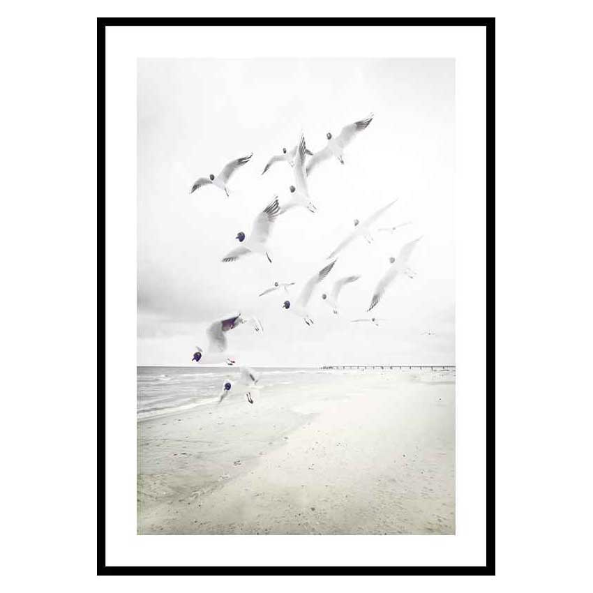 Poster Gallerix Black-Headed Seagulls