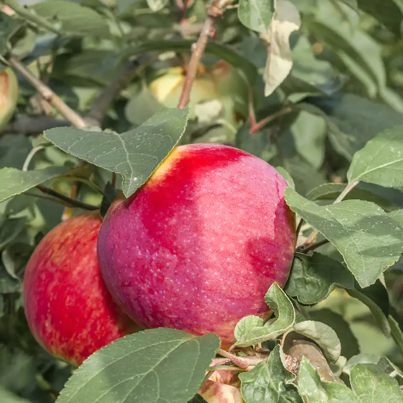 Äppelträd Omnia Garden Malus Domestica Birgit Bonnier E Birgit