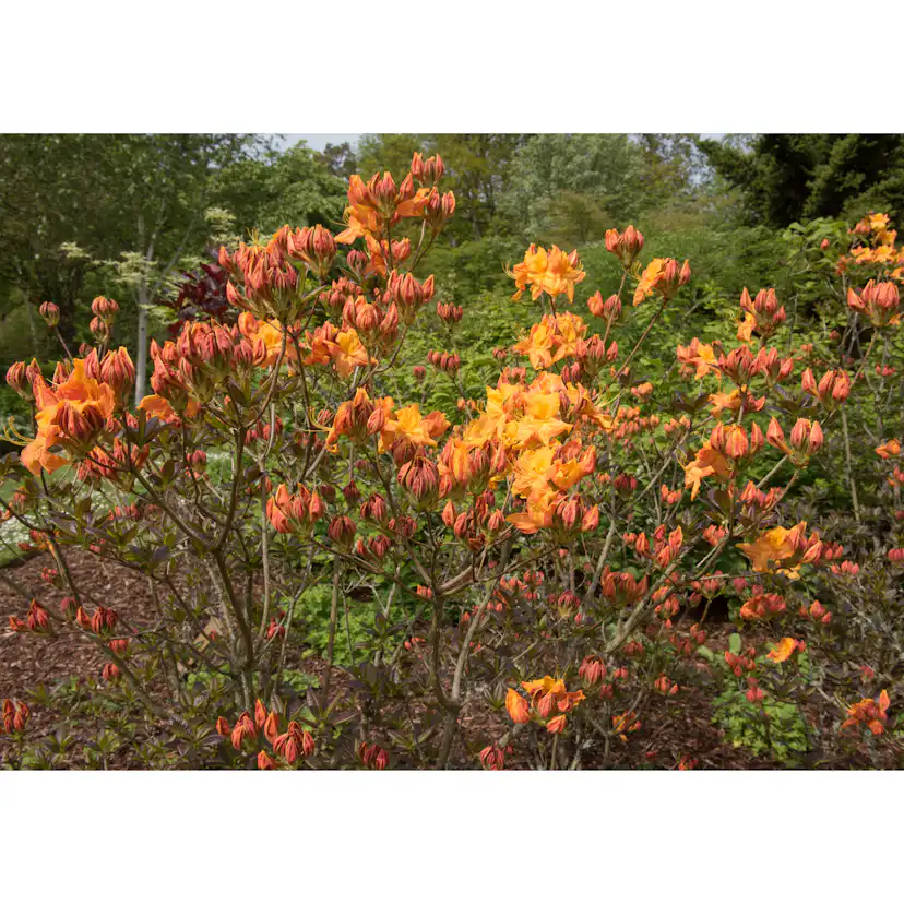Rhododendron Azalea Omnia Garden Knaphill Klondyke 30-40 cm