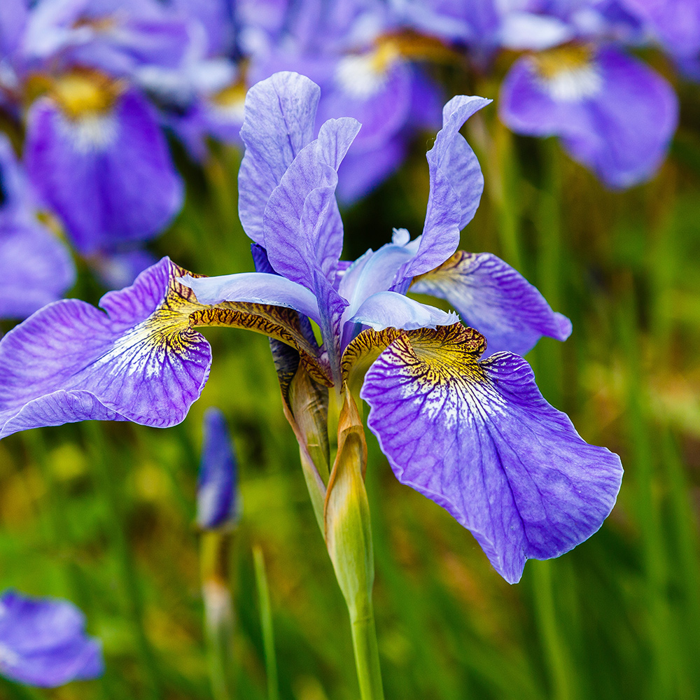 Planta Perenn Omnia Garden Rabattiris Blue King Strandiris
