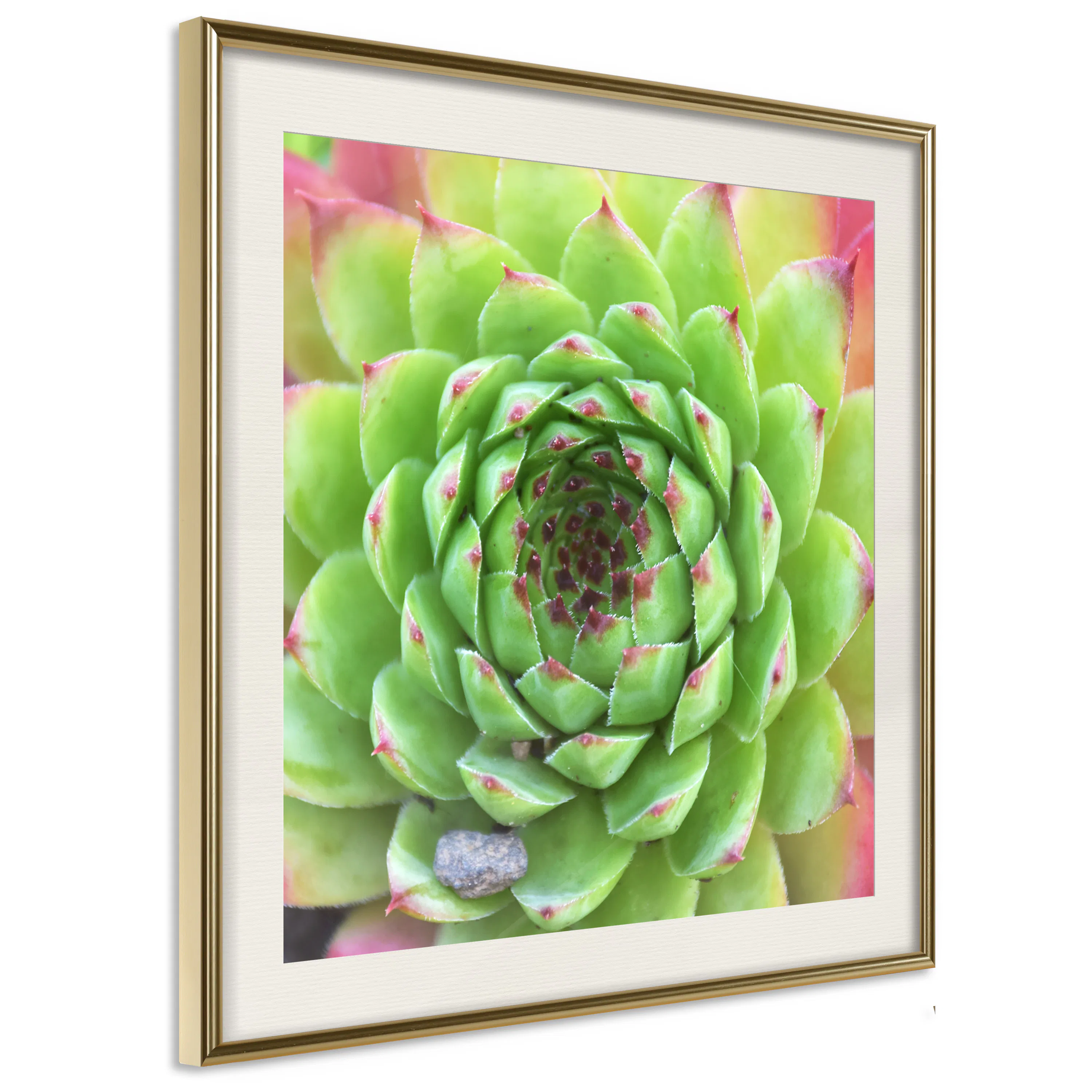 Poster Artgeist Affisch Succulent