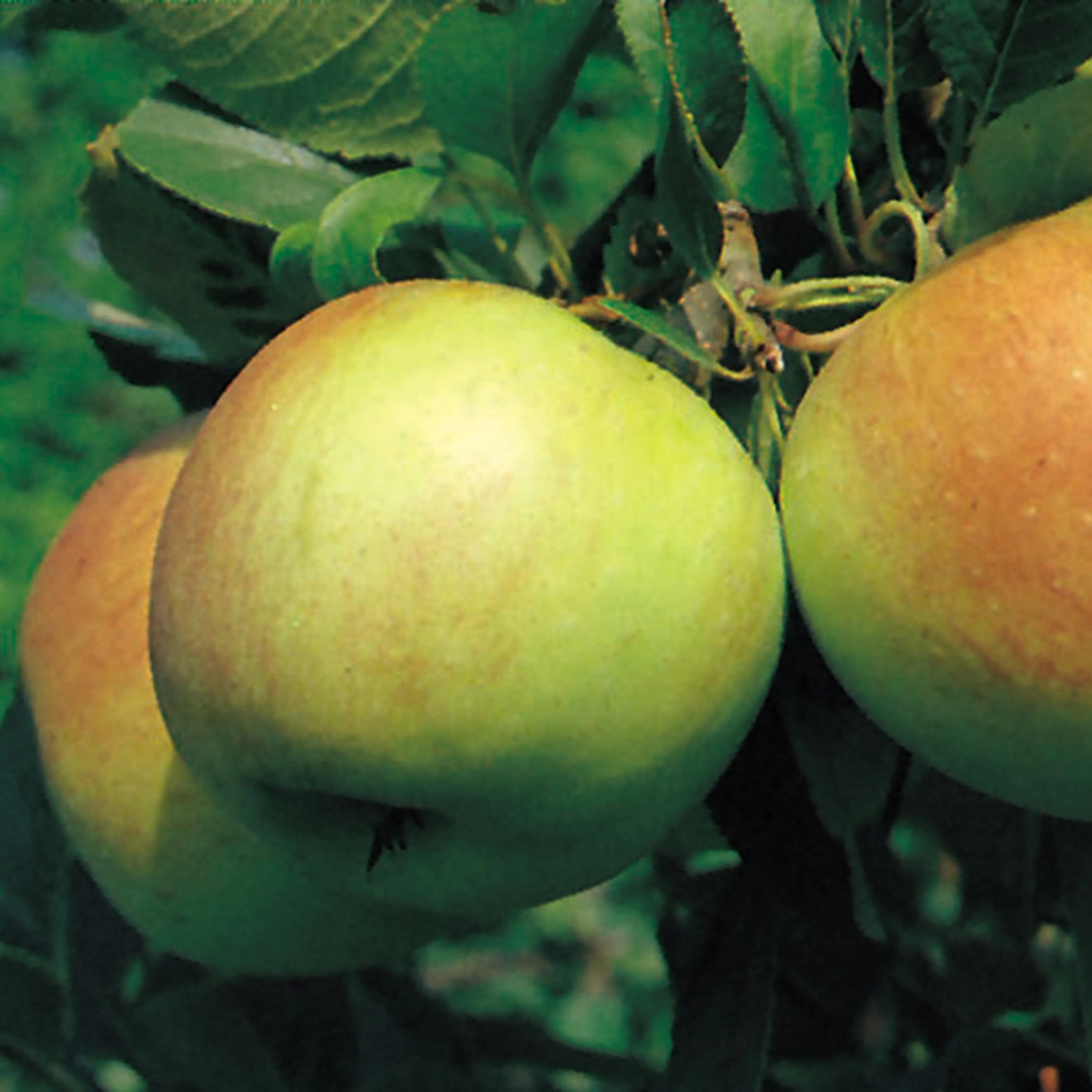 Äppelträd Omnia Garden James Grieve E