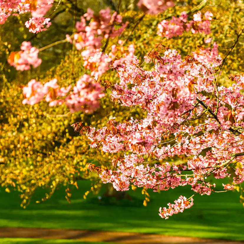 Bergkörsbär Omnia Garden Japanskt Prydnadsträd 300-400 cm, Rosa/Mörkröd Blomning, Alleträd, Högstamsträd