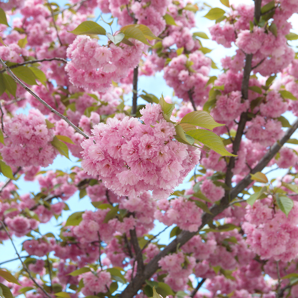 Körsbärsträd Omnia Garden Japanskt Prunus Kanzan 100-120 cm
