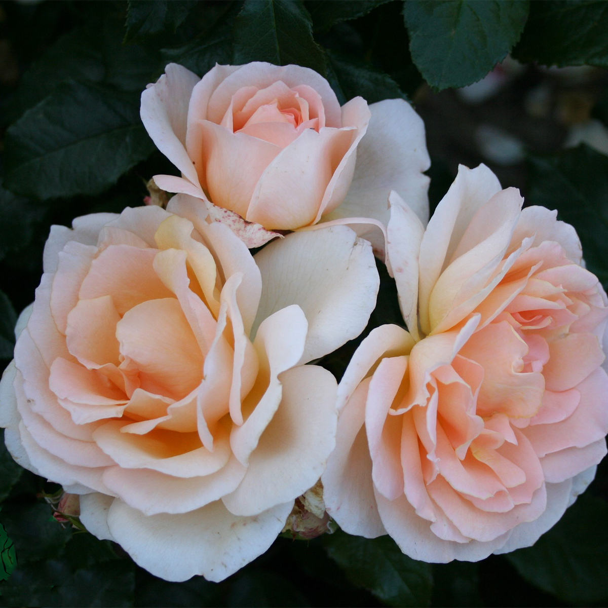 Storblommig Rabattros Omnia Garden Morten Korch