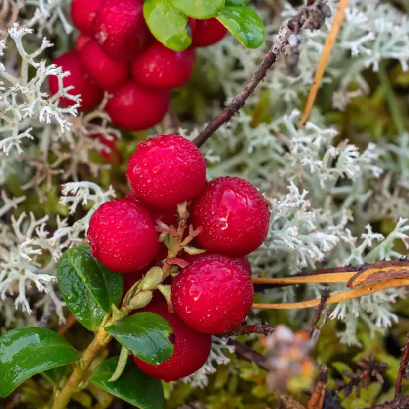 Bärbuske Omnia Garden Vaccinium Vitis-Idaea Balsgård Ida
