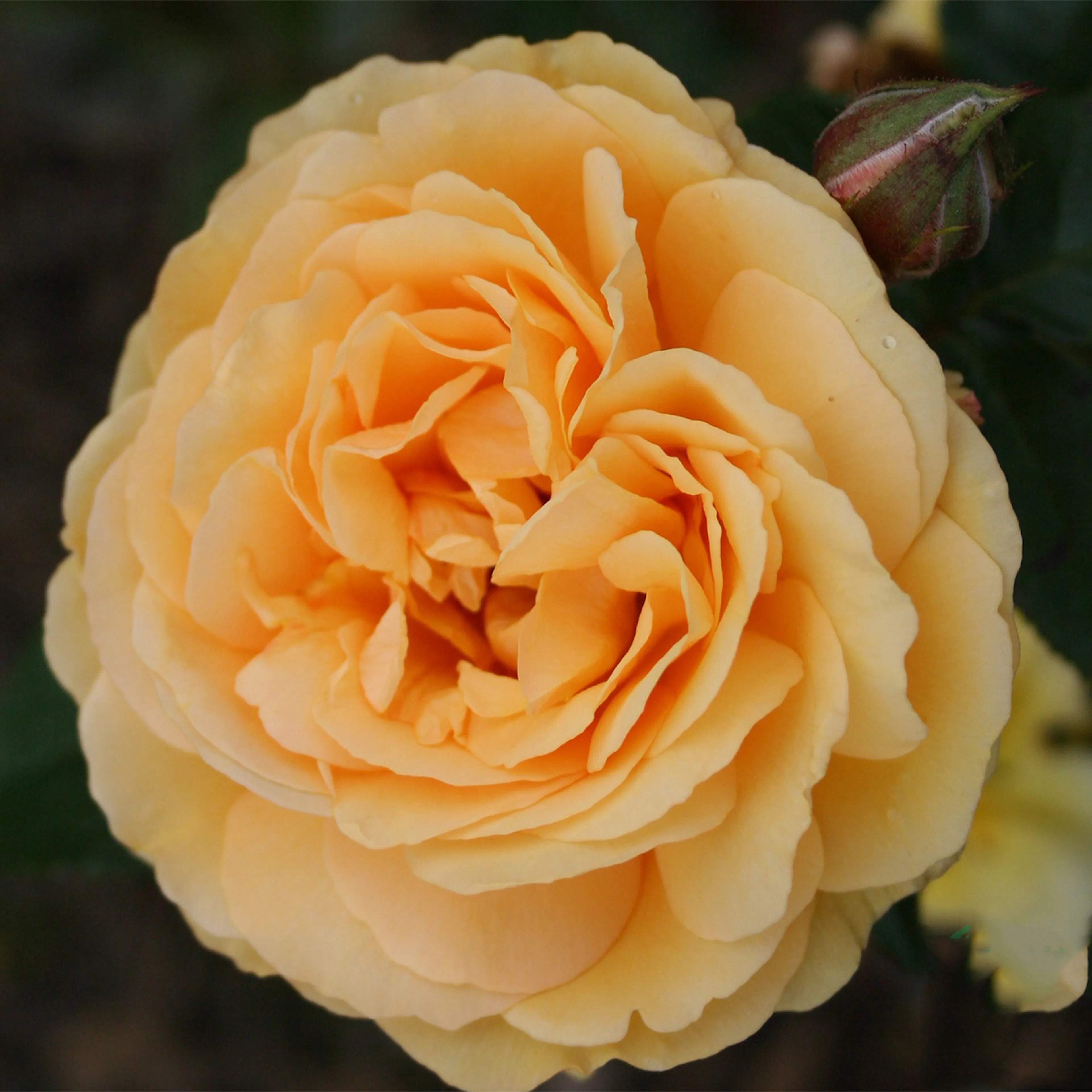 Rosa "Amber Queen", 5-pack 5-pack