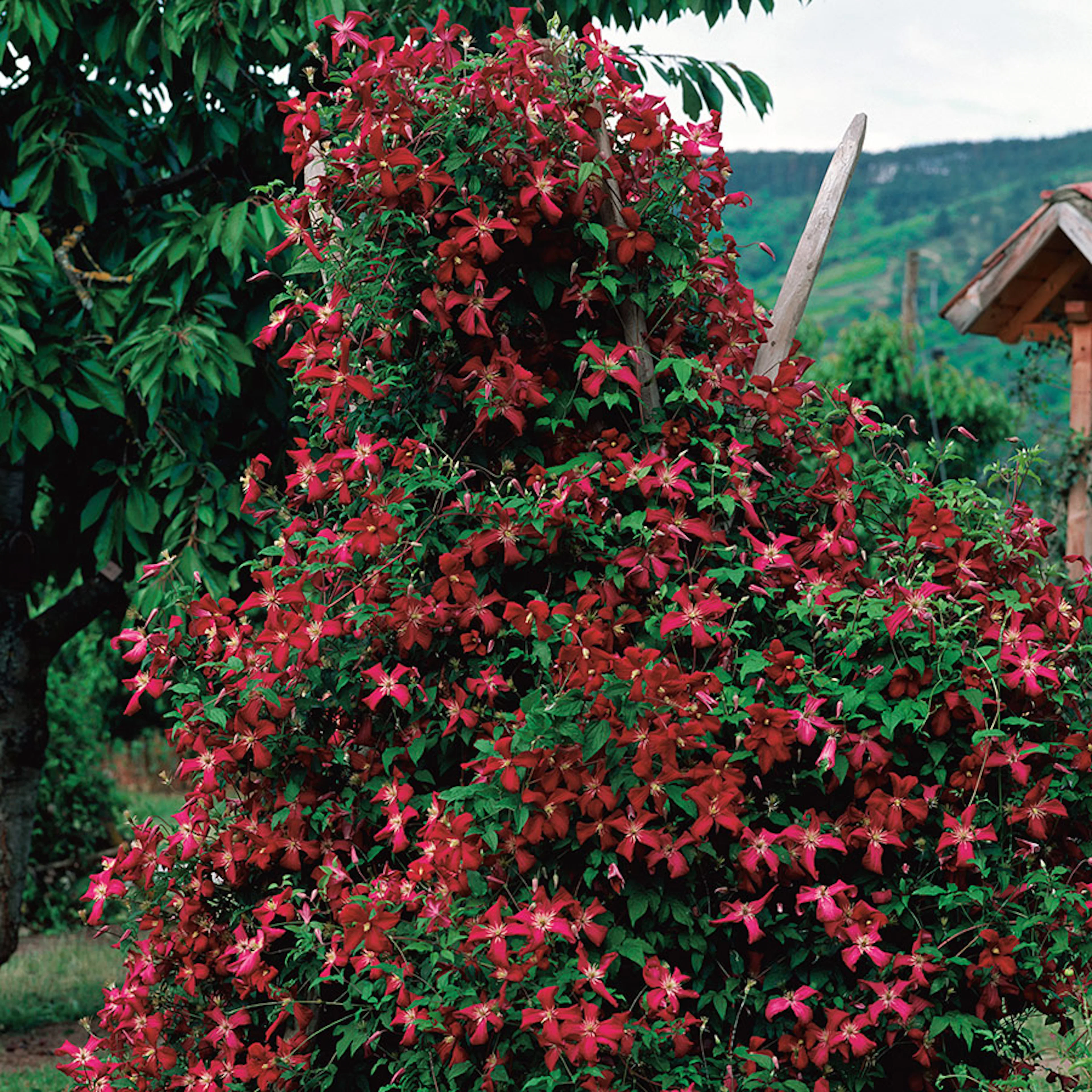 Klätterväxt Ljusvioletta Viticella Klematis Omnia Garden 40-60 cm