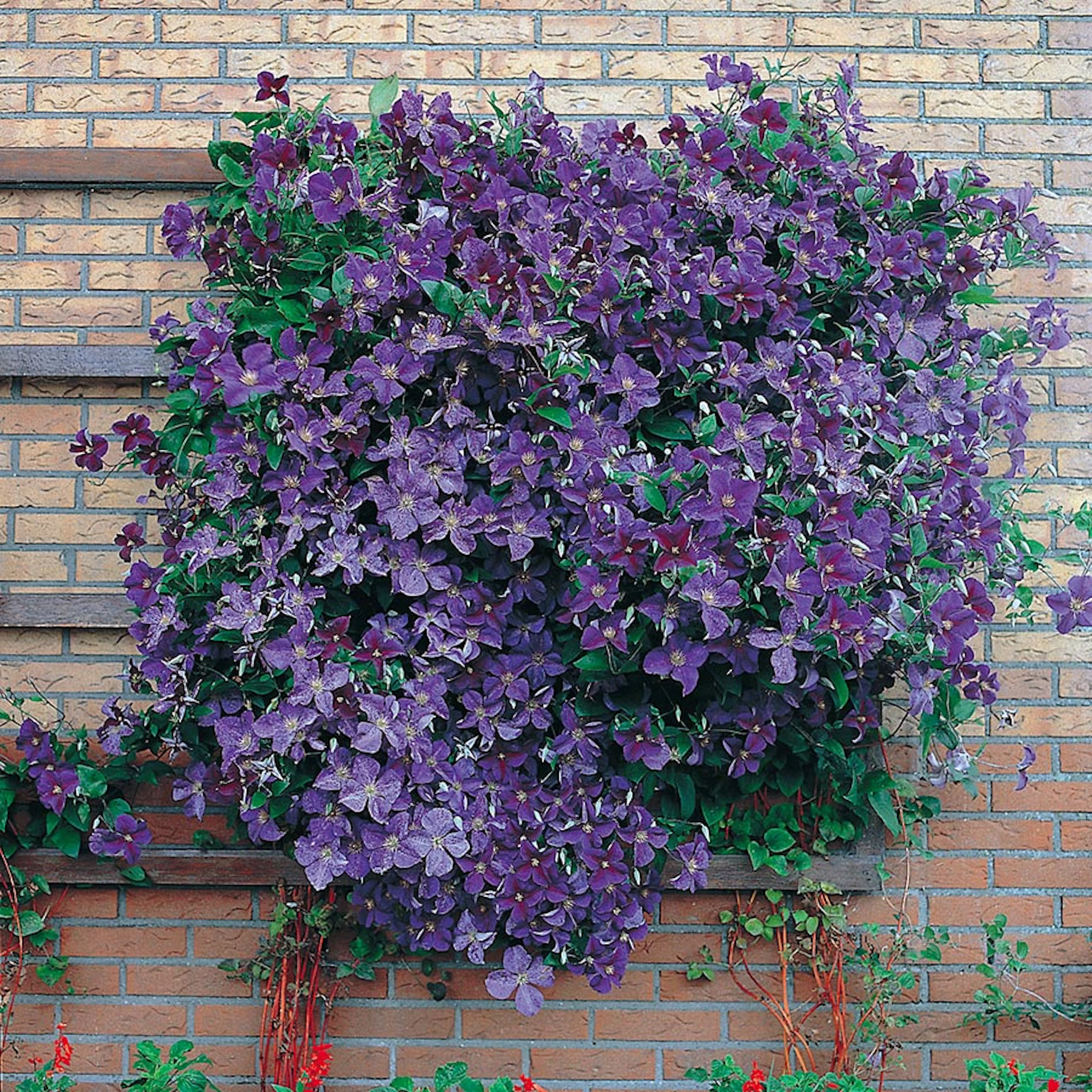 Klätterväxt Mörkblå Jackman Klematis Omnia Garden 40-60 cm