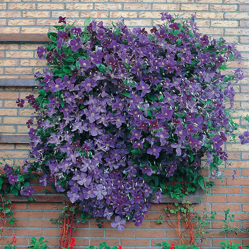 Klätterväxt Mörkblå Jackman Klematis Omnia Garden 40-60 cm