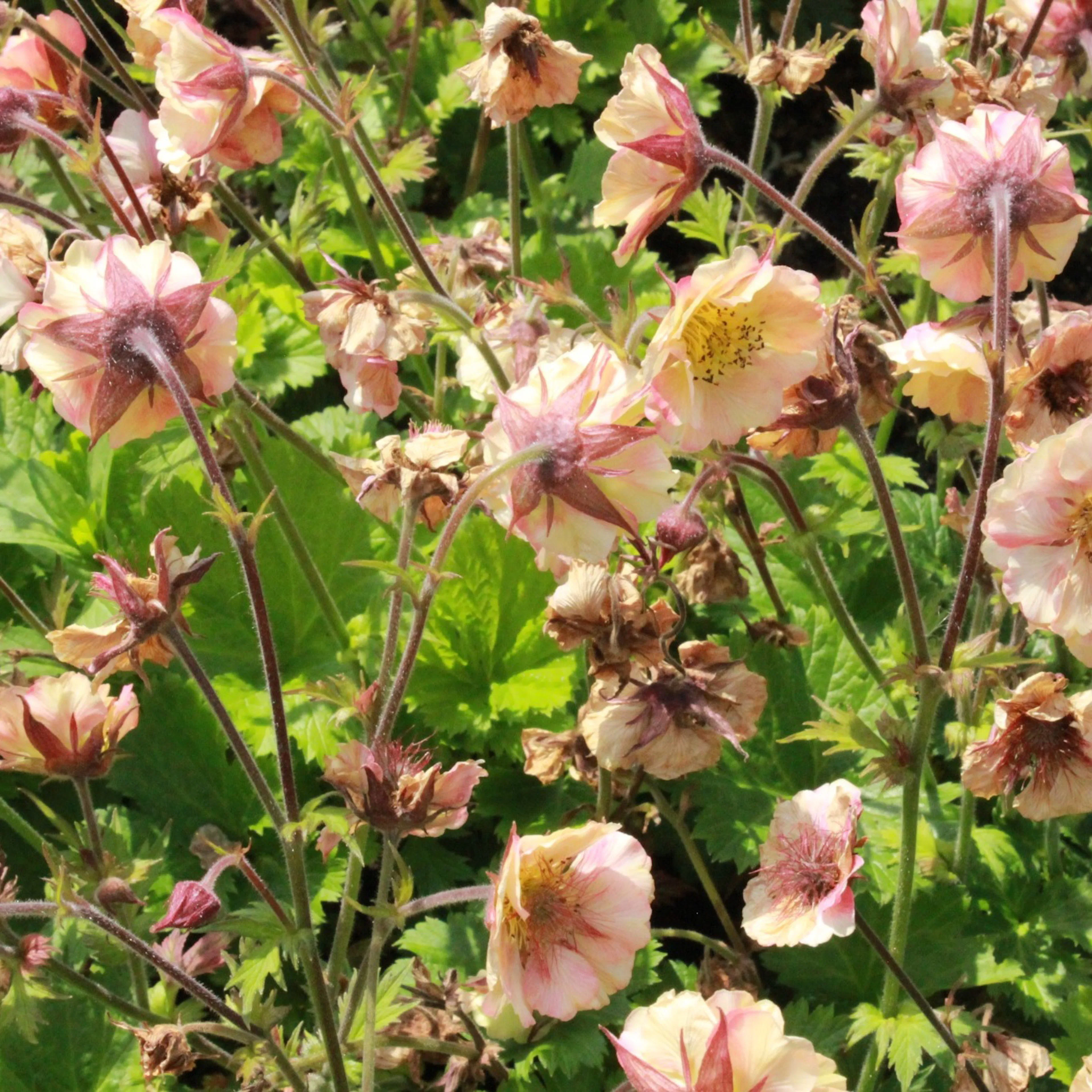 Perenn Omnia Garden Trädgårdsnejlikrot Geum Pretticoats Peach