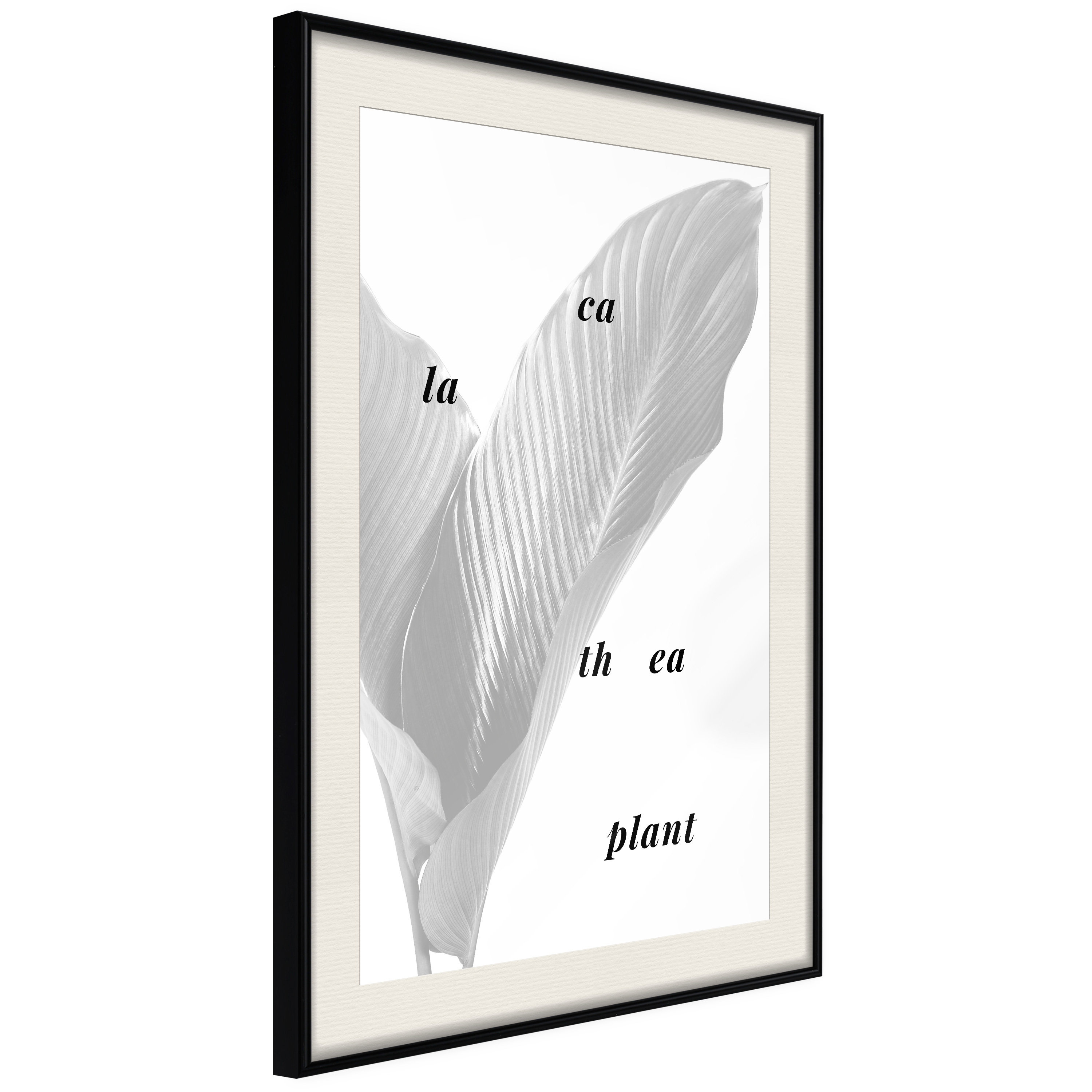 Affisch - Calathea Plant [Poster] 20x30 Svart ram med passepartout, 20x30 cm