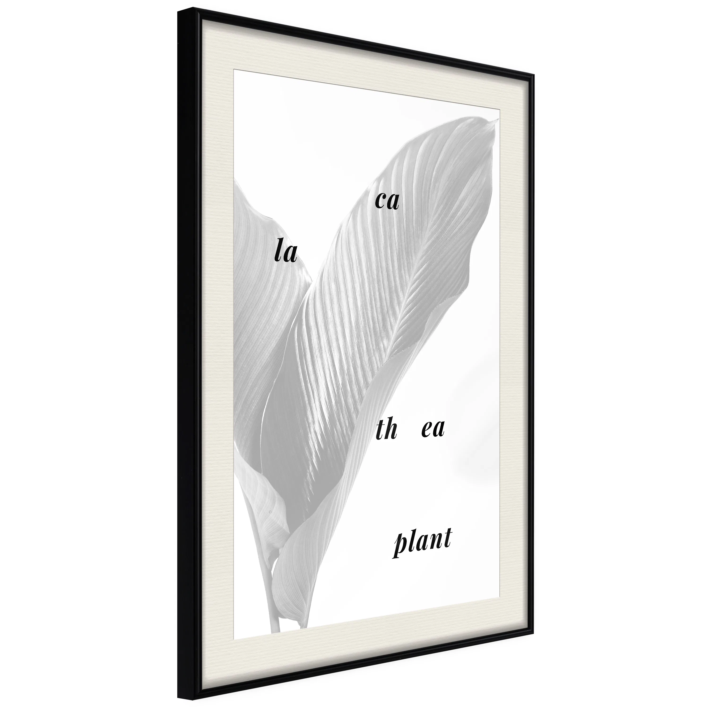 Poster Artgeist Affisch Calathea Plant
