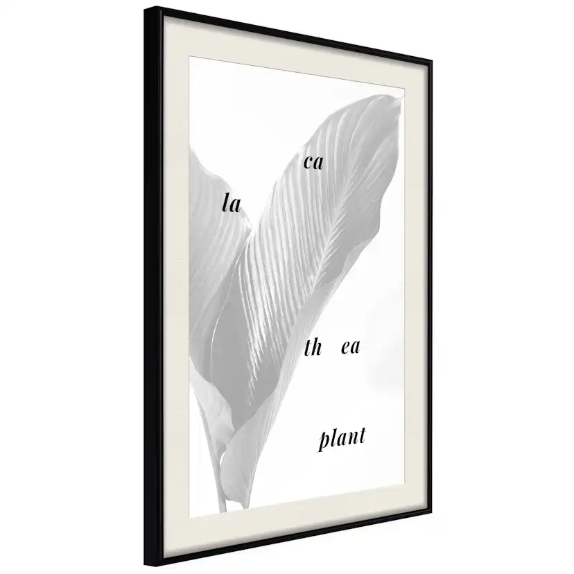 Poster Artgeist Affisch Calathea Plant