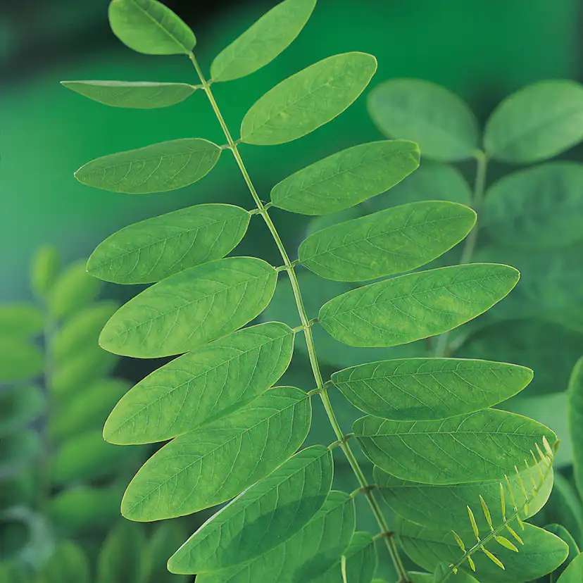 Prydnadsträd Omnia Garden Klotrobinia Umbraculifera 100-120 cm