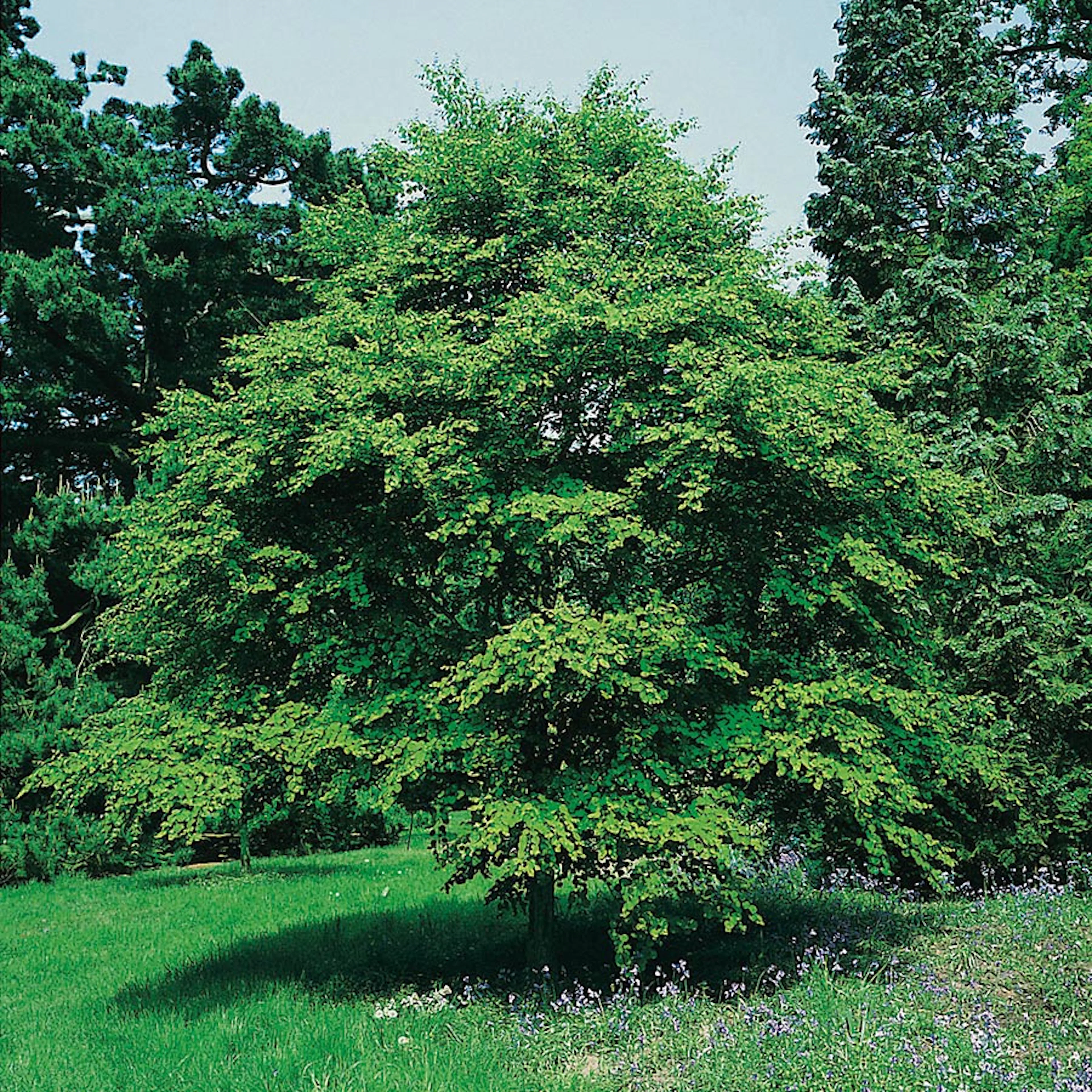 Prydnadsbuske Omnia Garden Katsura