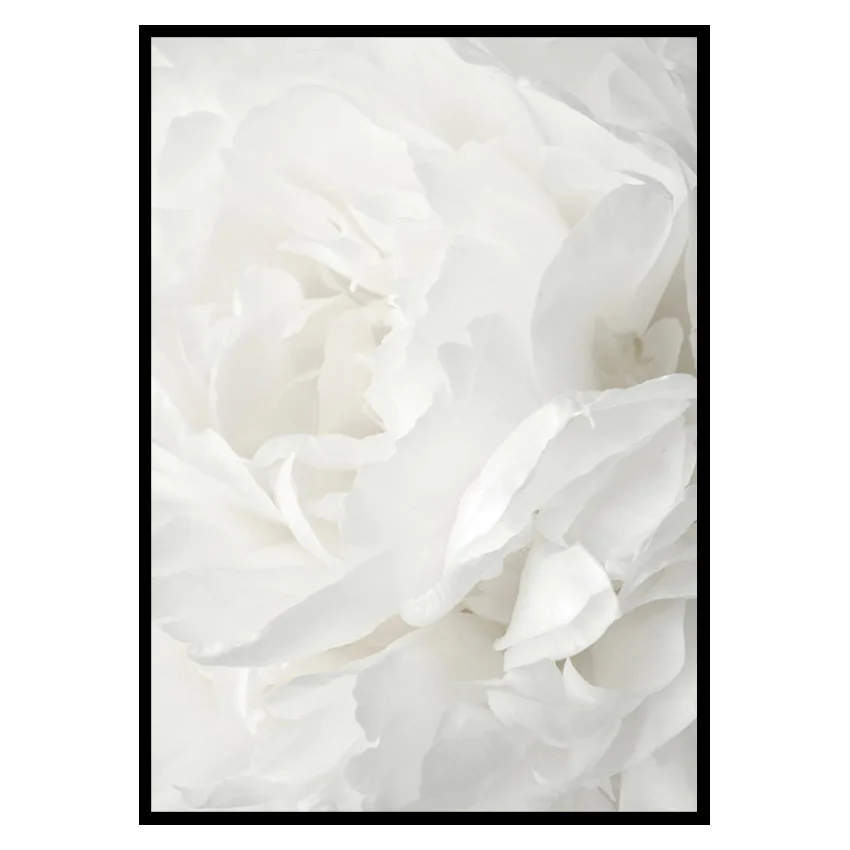 Poster Gallerix White Rose No2